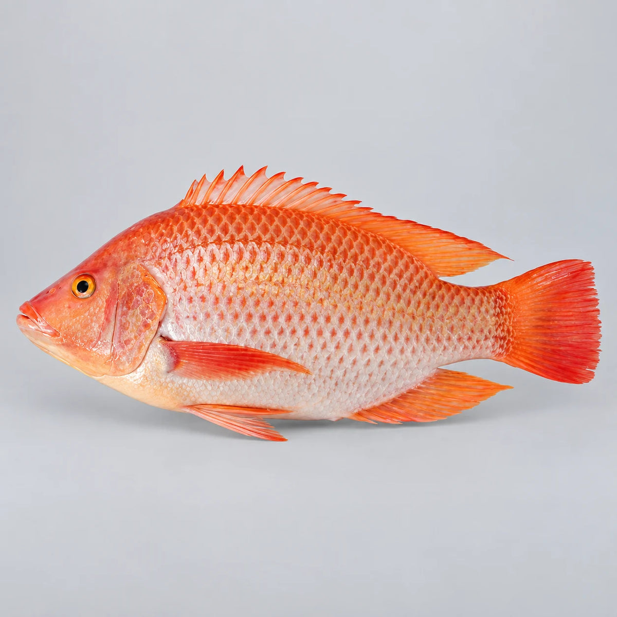 Red Tilapia Whole Frozen
