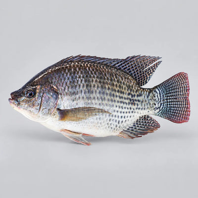 Tilapia Whole Frozen